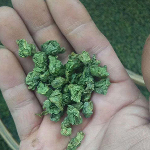 荷葉茶顆粒